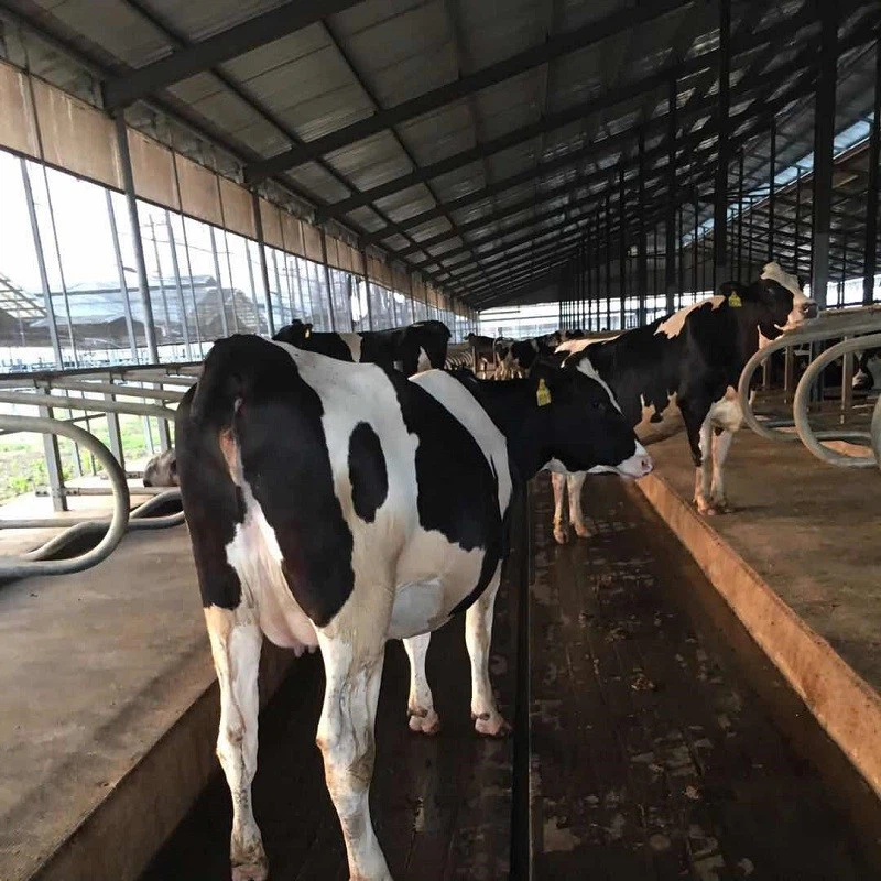 Anti Slip Cow Mat factory